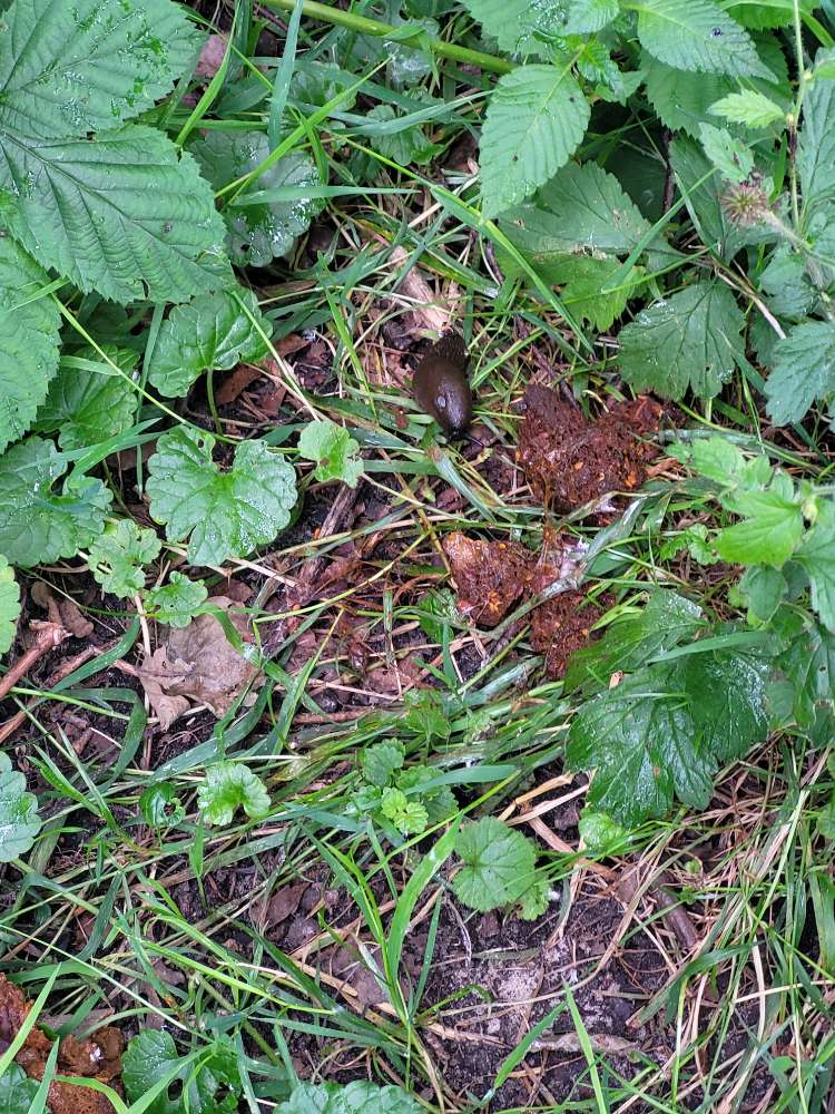 Giftköder-Evtl. Giftköder-Profilbild