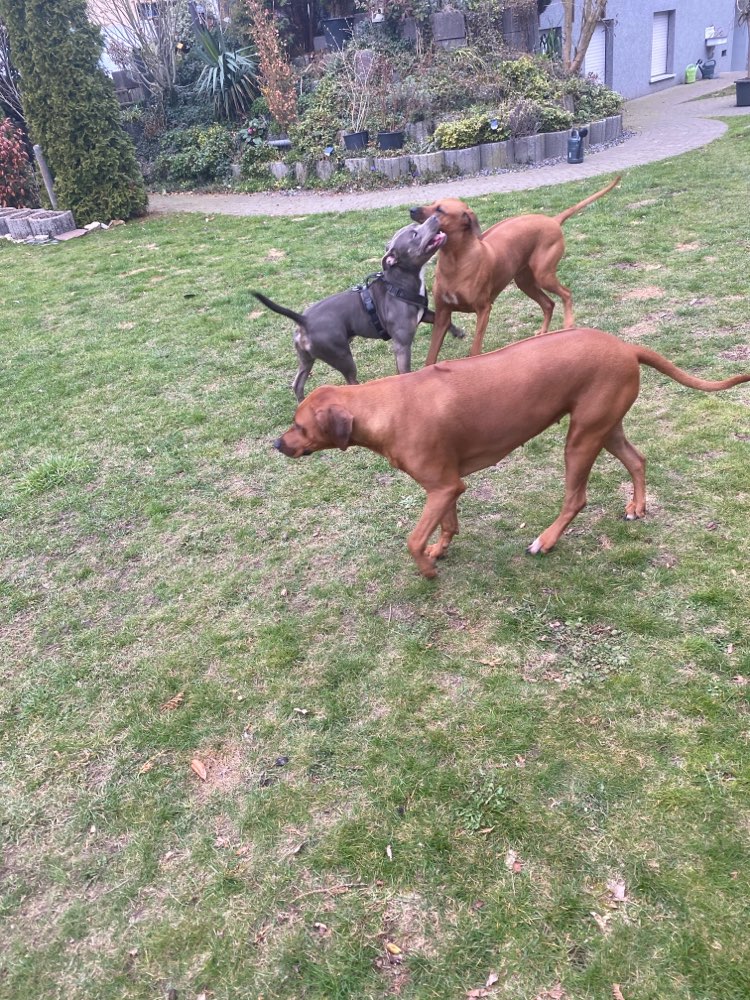 Hundetreffen-Spielrunden mit Fluffy-Profilbild