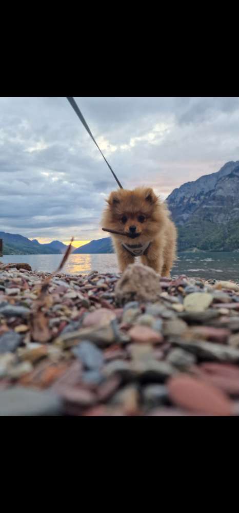 Hundetreffen-Klein Hundetreffen-Profilbild