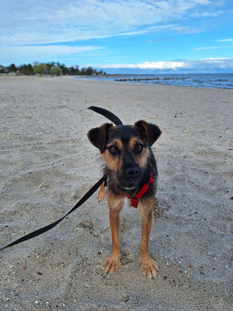 Hundetreffen-Trainingsfreunde?-Profilbild