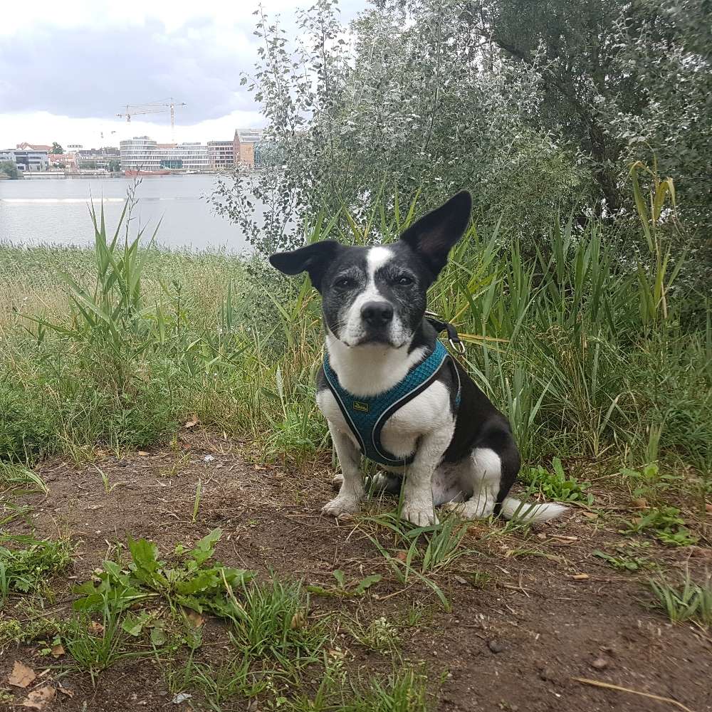 Hundetreffen-Knallkopf sucht Freundin zum Spielen-Profilbild