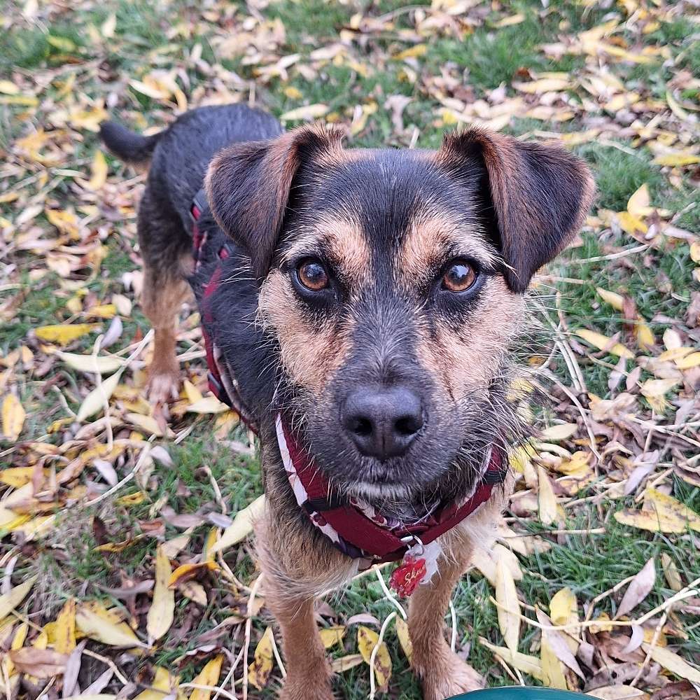 Hundetreffen-Trainingsfreunde?-Profilbild