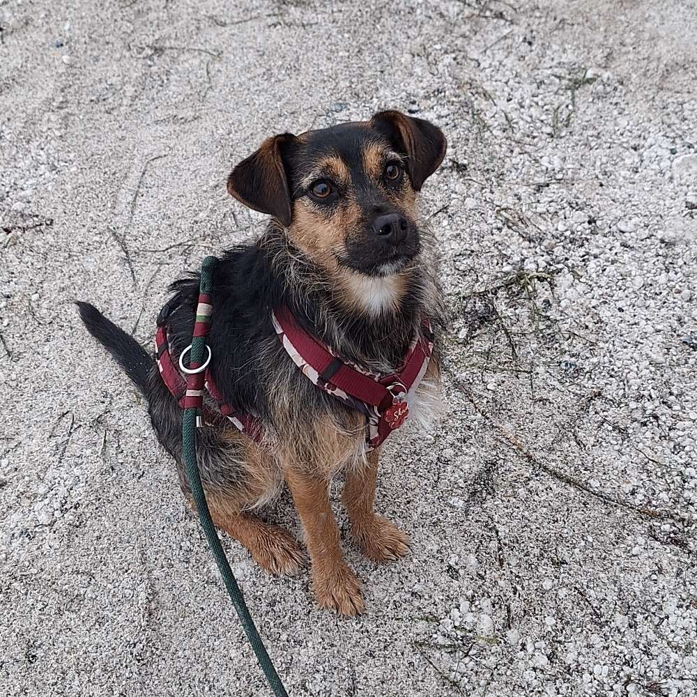 Hundetreffen-Trainingsfreunde?-Profilbild