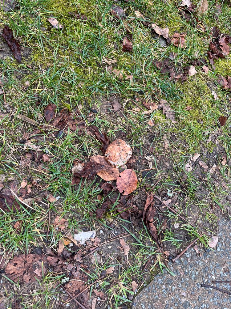 Giftköder-Bouletten auf dem Gehweg-Profilbild