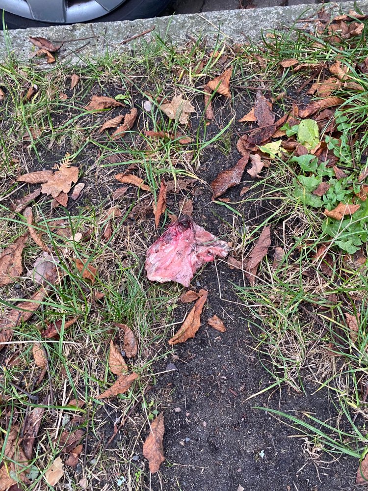 Giftköder-Fleisch mit Knochen-Profilbild