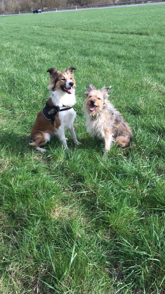 Hundetreffen-Just for fun-Profilbild