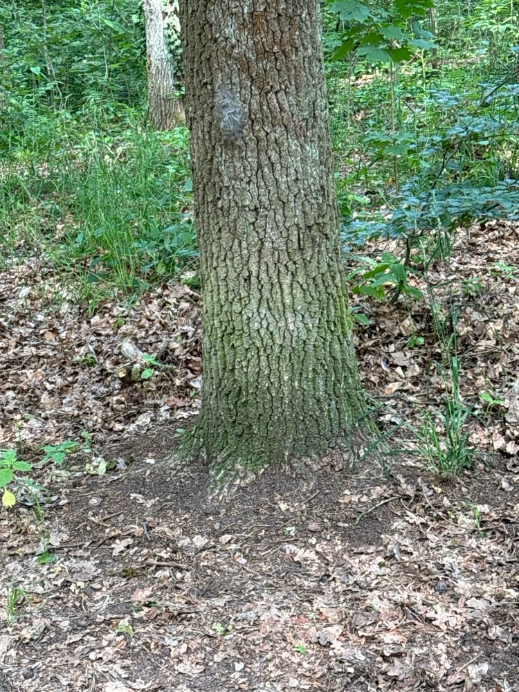 Giftköder-EPS im Grunewald-Profilbild
