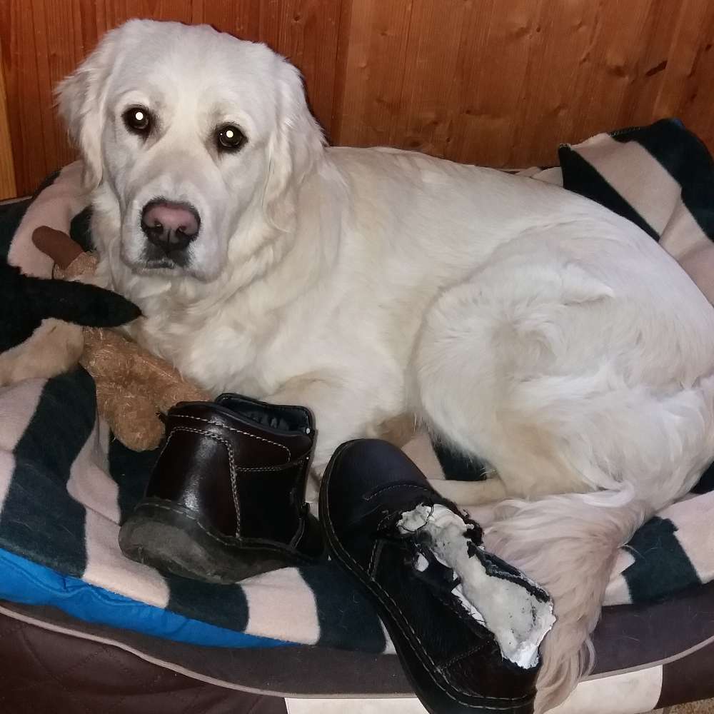 Hundetreffen-Spaziergänge in Weißenfels und Umgebung-Profilbild