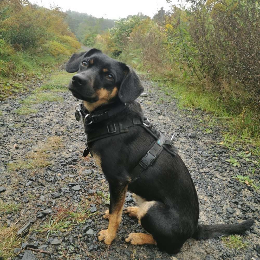 Hundetreffen-Hundebegegnungen und Social Walks-Profilbild