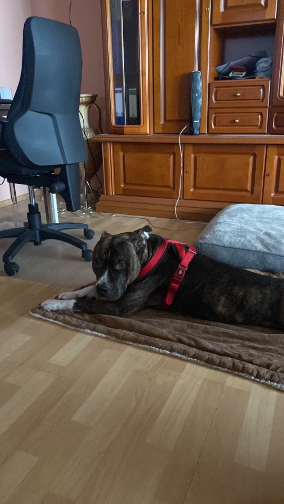 Giftköder-Beissfreudiger Listenhund-Profilbild