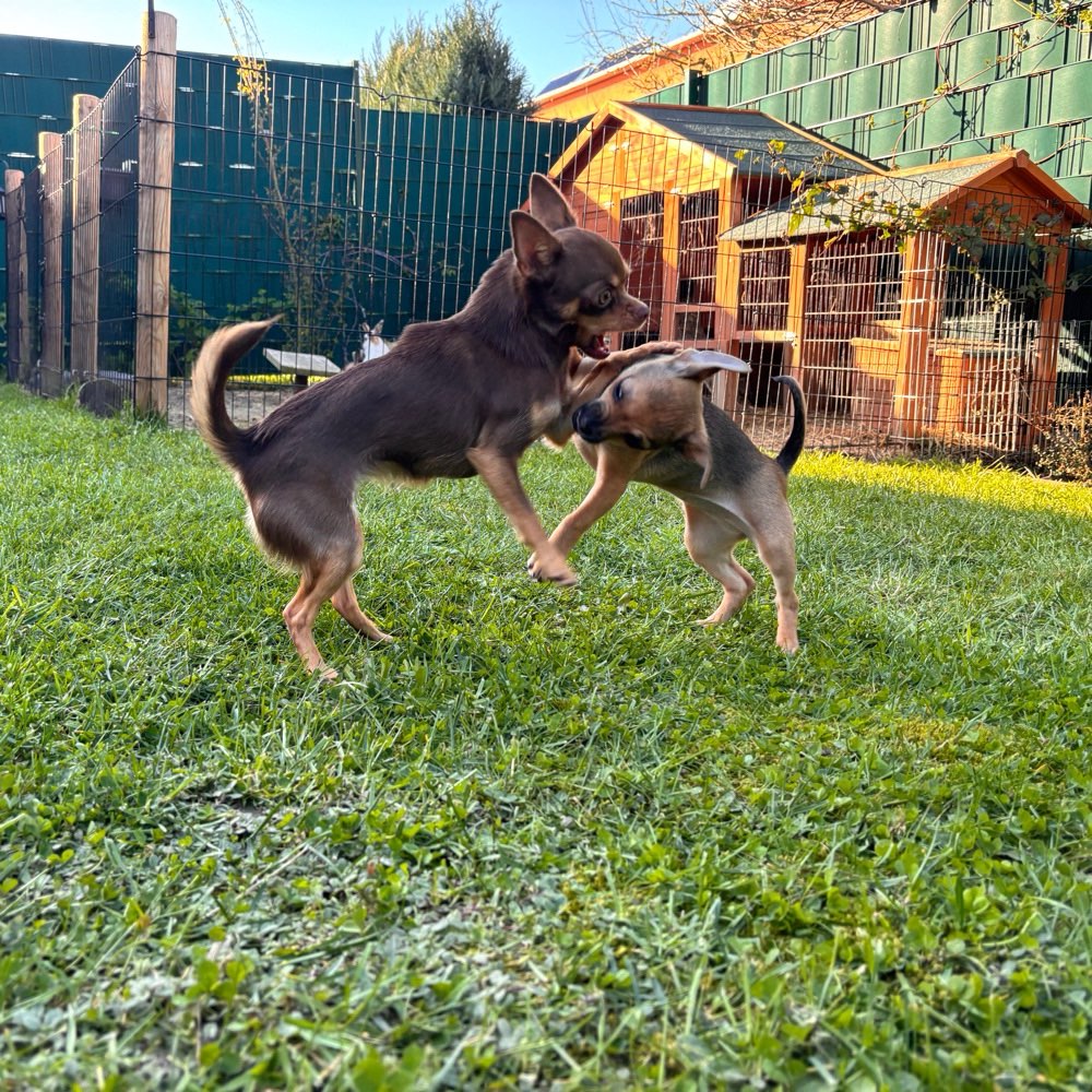 Hundetreffen-Chihuahua und kleine Hunde-Profilbild