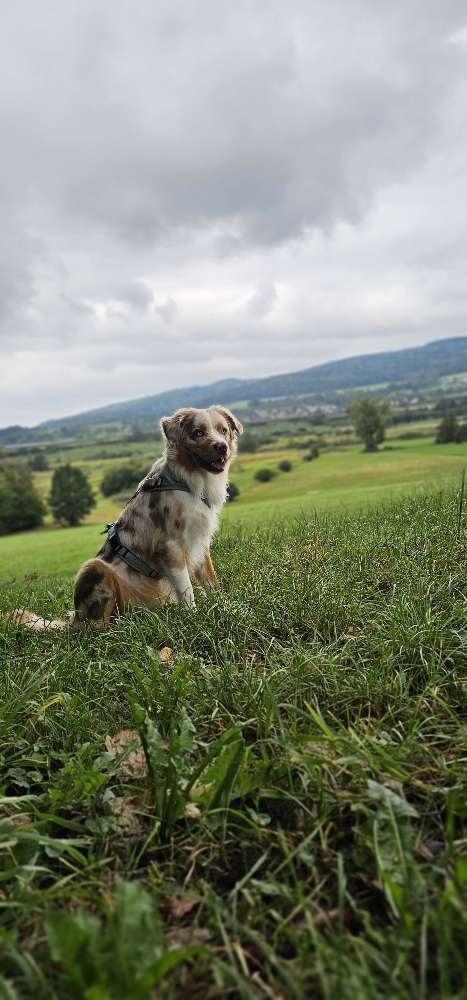 Hundetreffen-Trainingspartner für Begegnungs- & Leinentraining gesucht 🐕-Profilbild