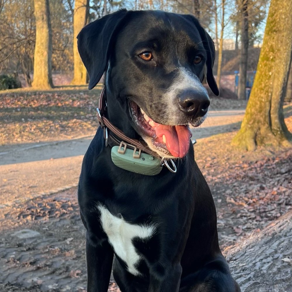 Hundetreffen-Training & Spielrunde-Profilbild