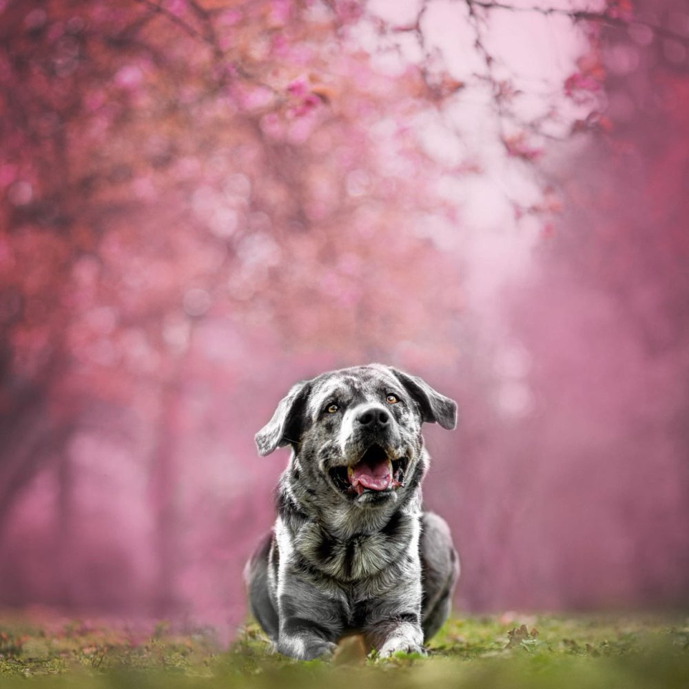 Hundetreffen-Spielpartner gesucht-Profilbild