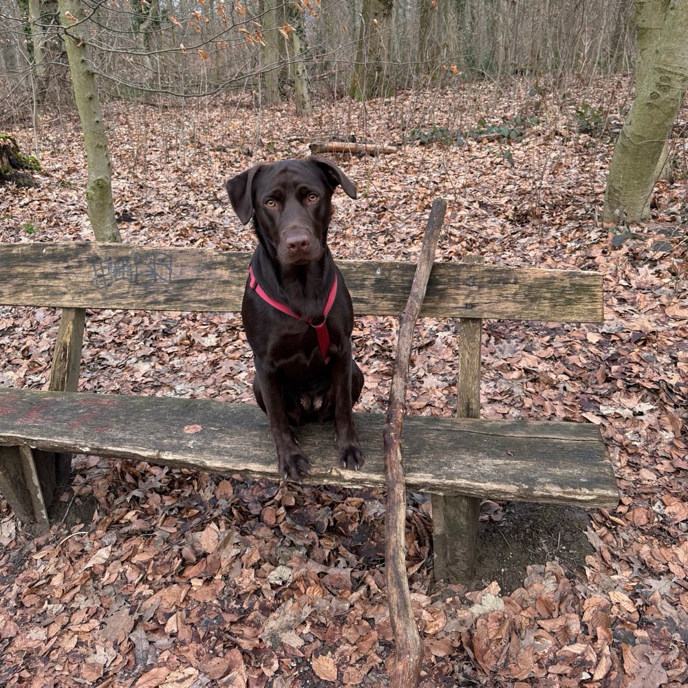 Hundetreffen-Labbi Spielfreunde-Profilbild