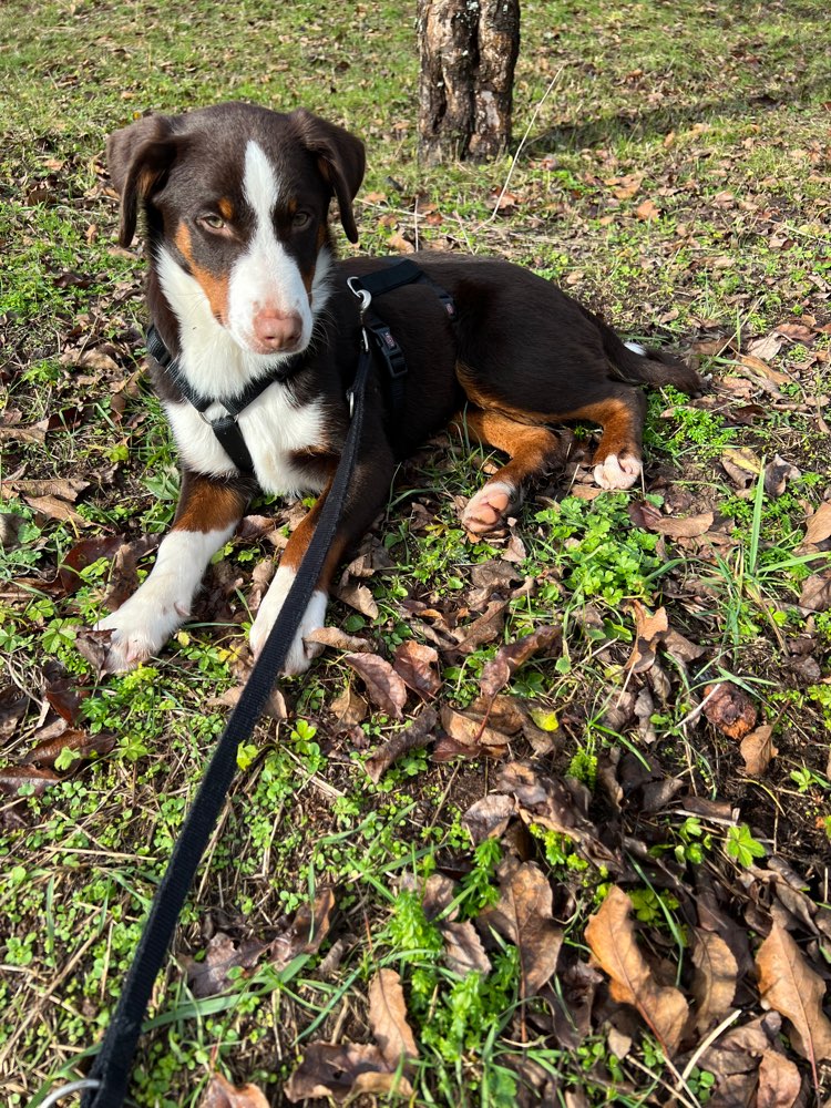 Hundetreffen-Nele sucht Spielkameraden in Urbach-Profilbild