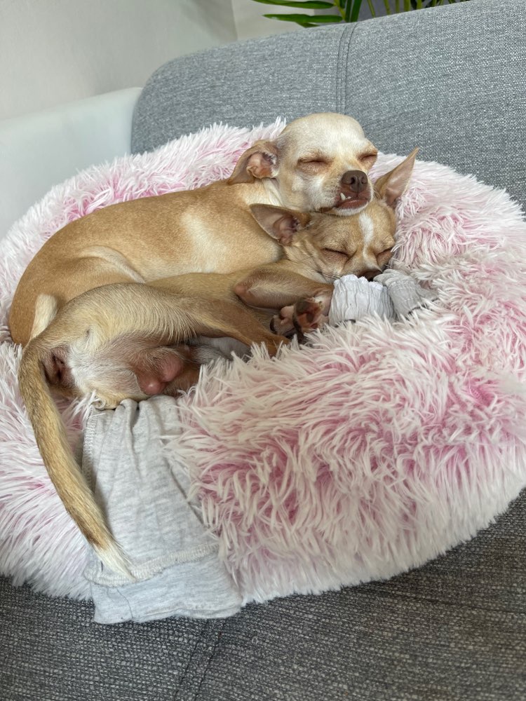 Hundetreffen-Spielpartner in XS gesucht 🥰-Profilbild