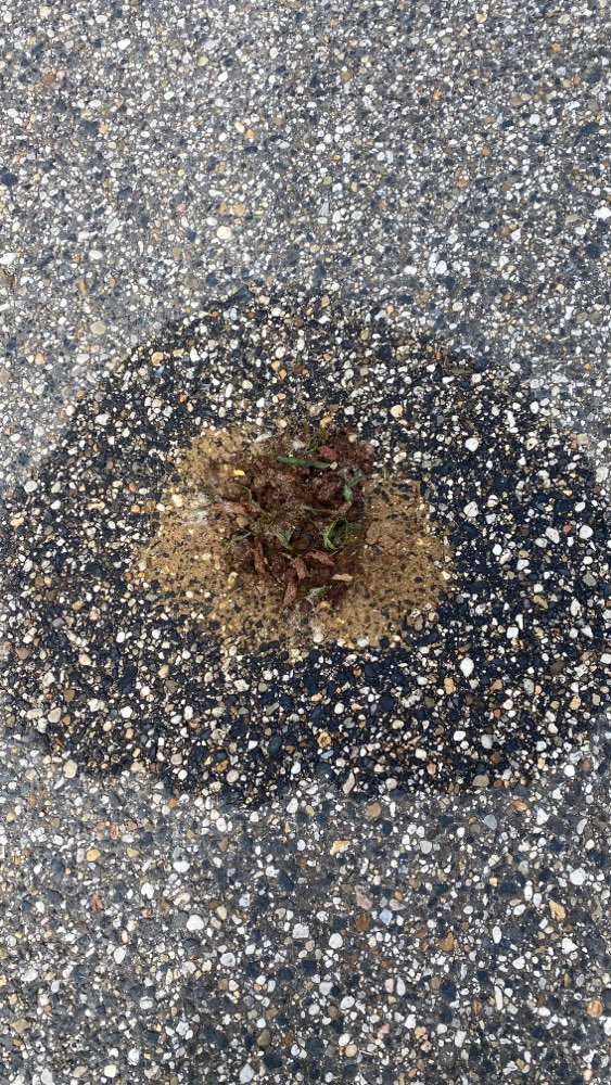 Giftköder-Erbrochenes auf dem Parkplatz-Profilbild