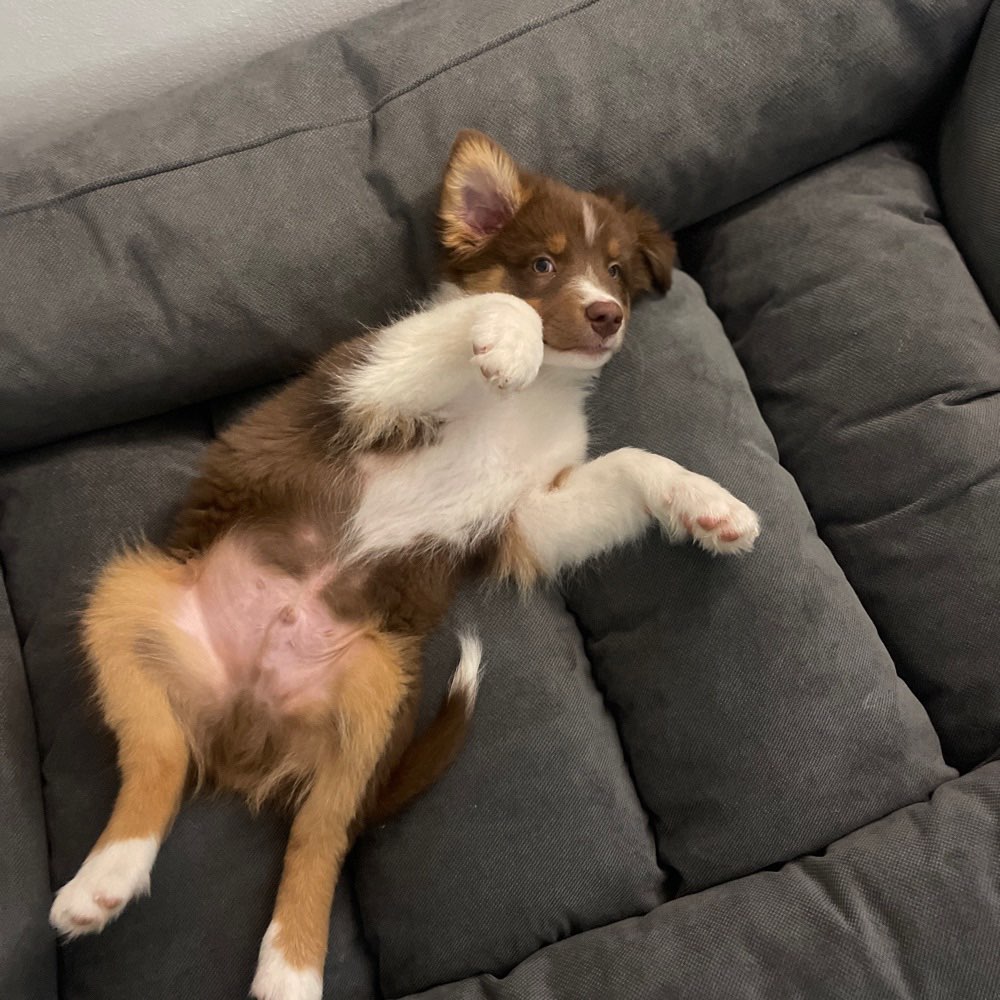 Hundetreffen-Spiel-/Sozialisierungstreffen im Münchner Westen-Profilbild