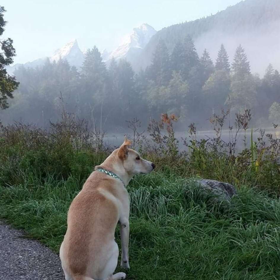 Suchmeldung-Mischlingshund-Profilbild