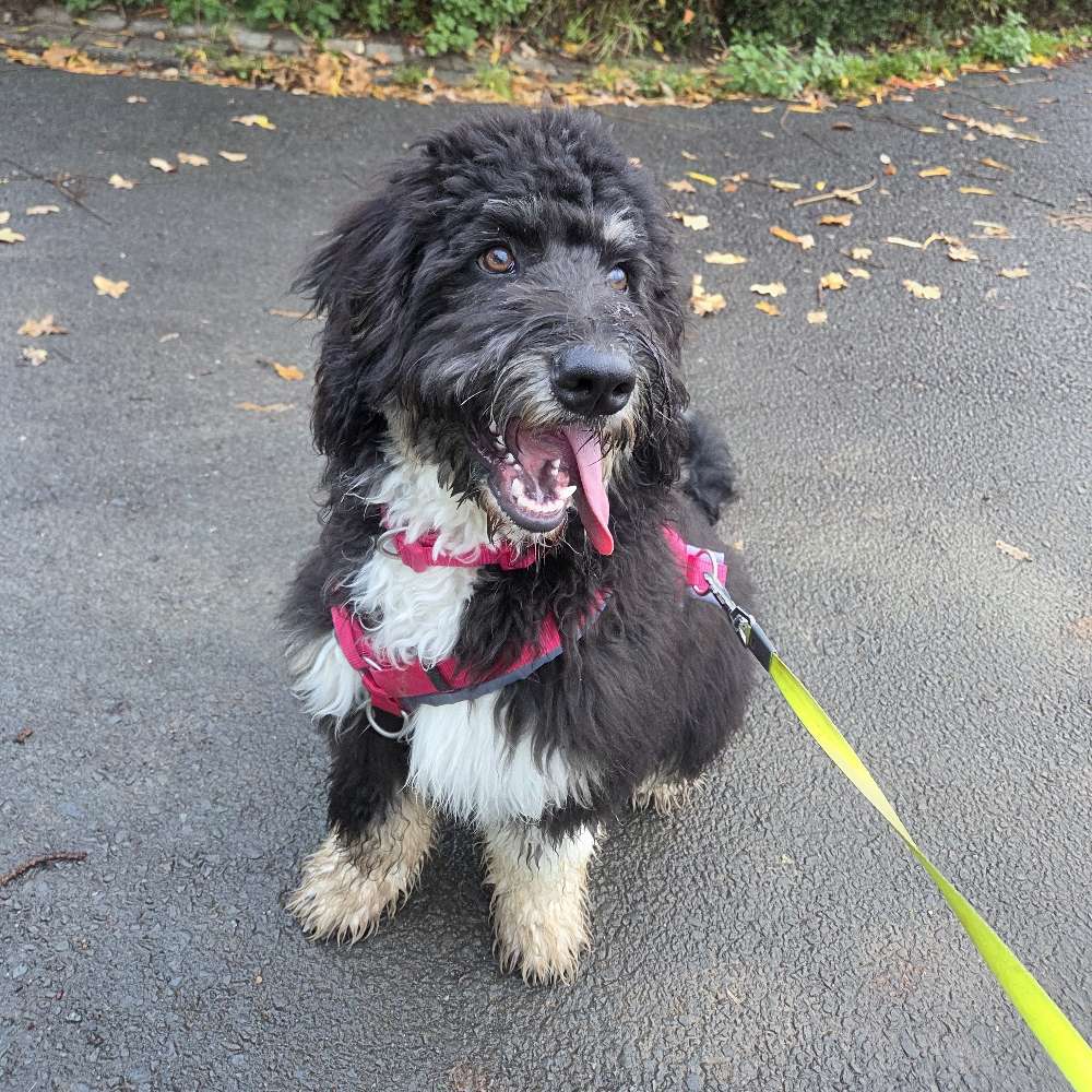 Hundetreffen-Welpentreffen-Profilbild