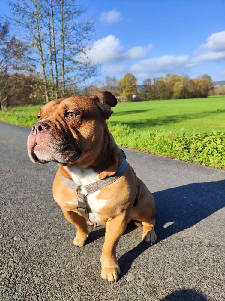 Hundetreffen-Gemütliche Runde-Profilbild