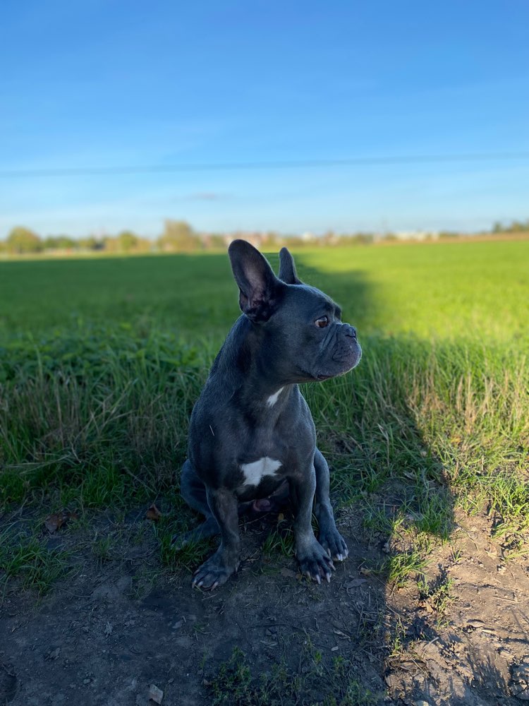 Hundetreffen-spazieren in Düsseldorf-Profilbild