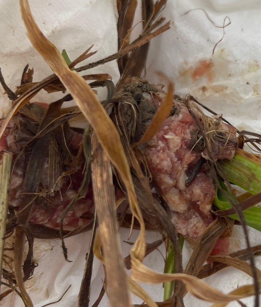 Giftköder-(Vermutlich) Giftköder-Profilbild