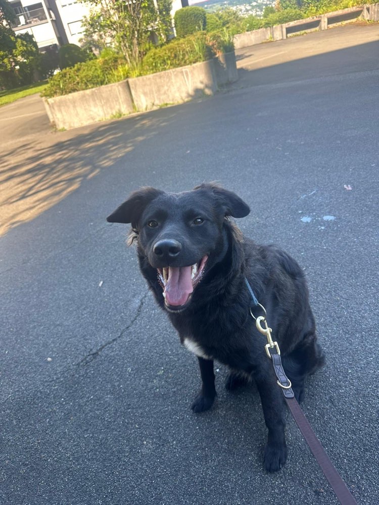 Hundetreffen-Looking for a friend-Profilbild
