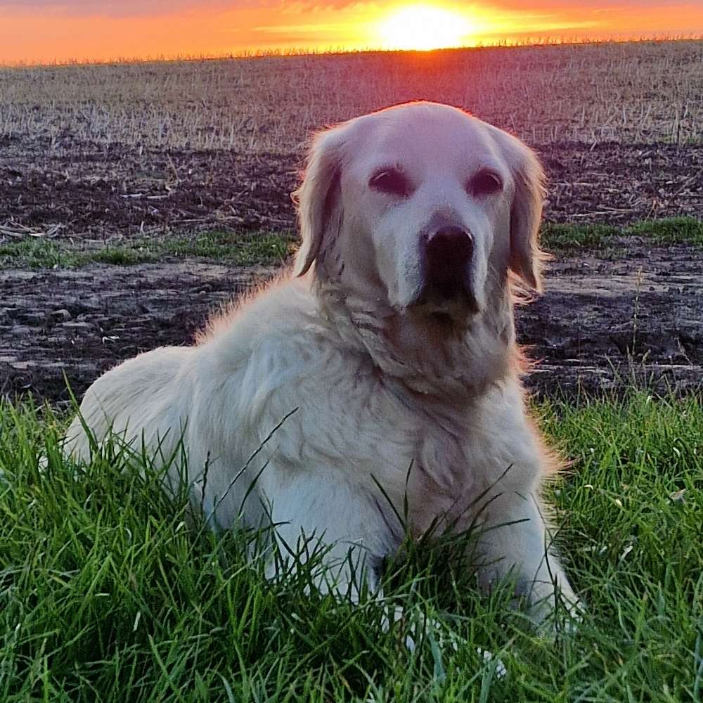 Profilbild Golden Retriever