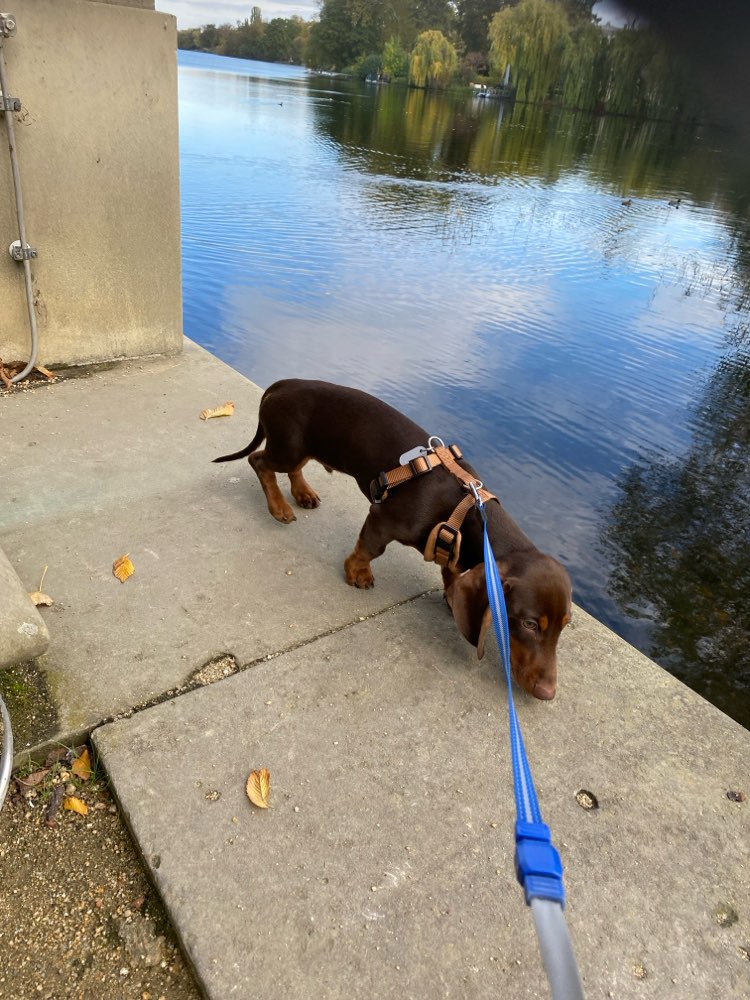 Hundetreffen-Welpengassi - kleine Hunderasse-Profilbild