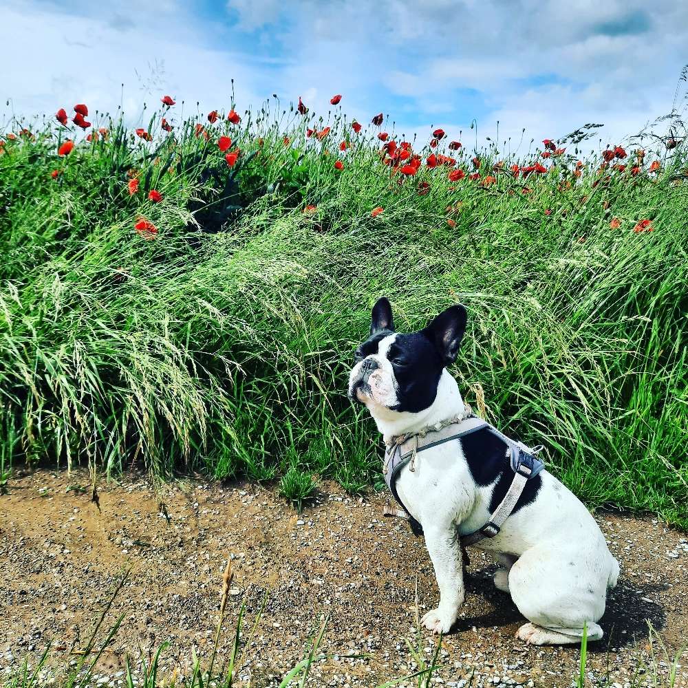 Hundetreffen-Spielen & Gassi gehen-Profilbild