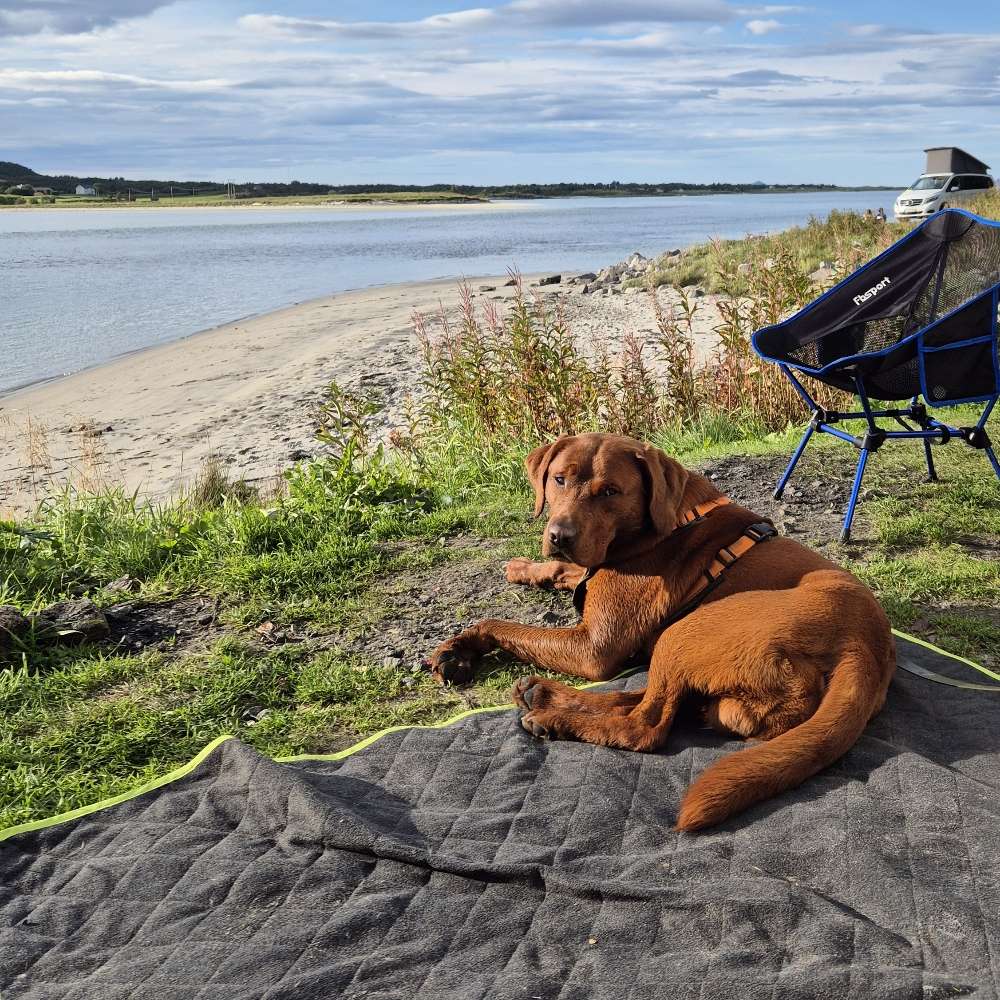 Hundetreffen-Social Walk oder Freilauf am Möhnesee-Profilbild
