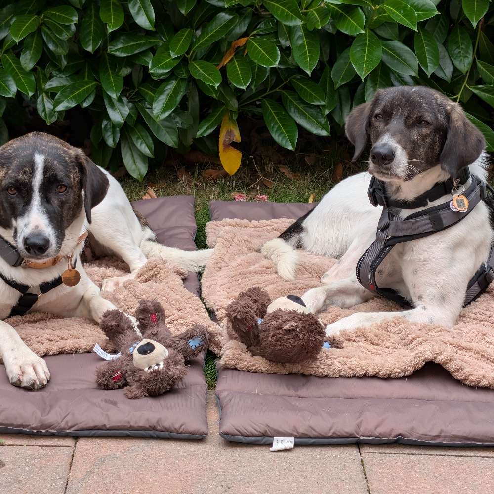 Hundetreffen-Neue Freunde für Milo & Pina-Profilbild