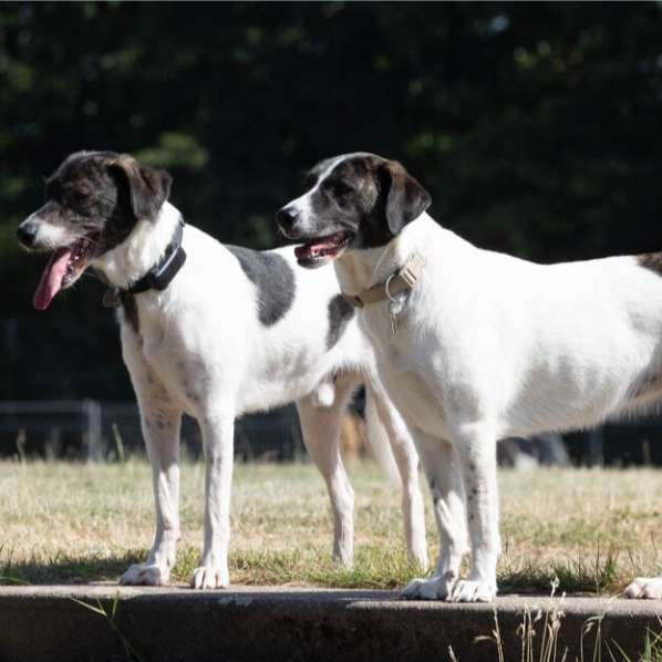 Hundetreffen-Neue Freunde für Milo & Pina-Profilbild