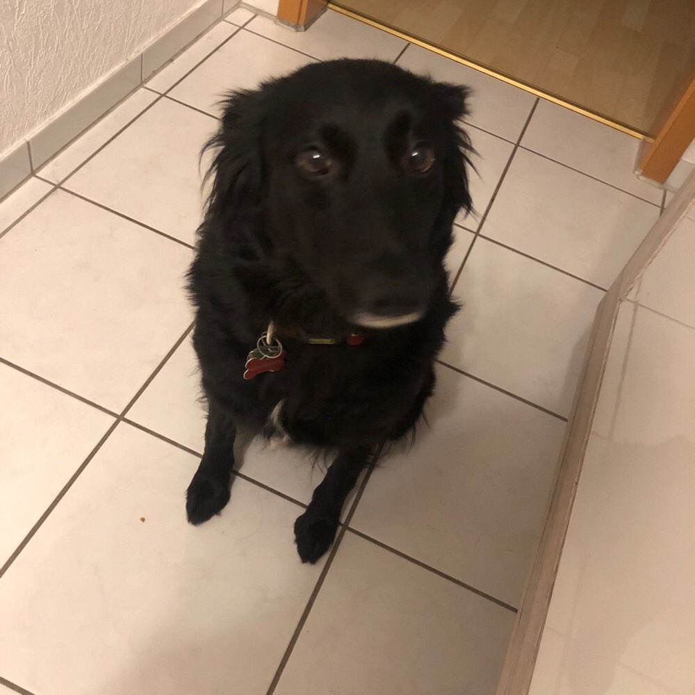 Hundetreffen-Suche neue Spielgefährten ☺️🐸-Profilbild