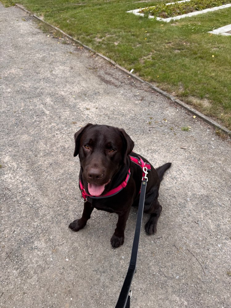 Hundetreffen-Gassi & Spiele treffen-Profilbild