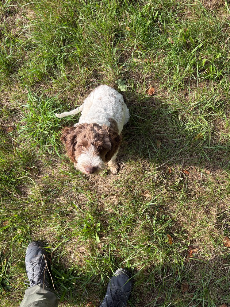 Hundetreffen-Spielmöglichkeit für Junghunde-Profilbild