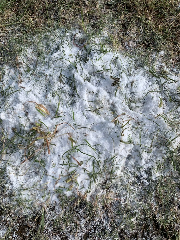 Giftköder-Weißes Pulver-Profilbild