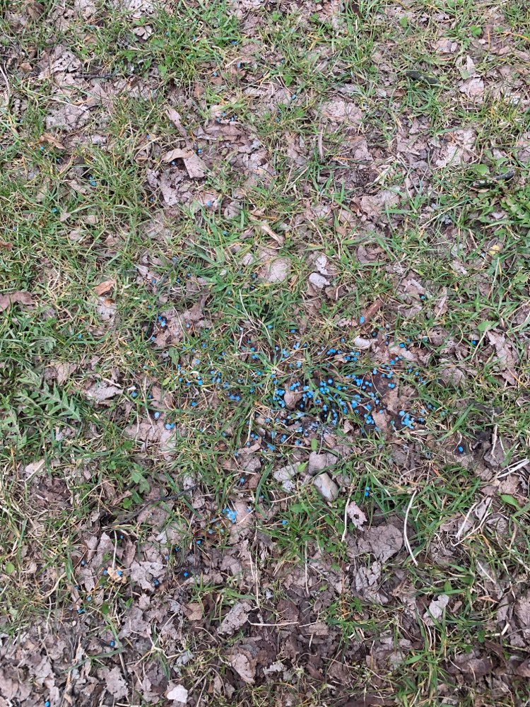 Giftköder-Schneckenkorn-Profilbild