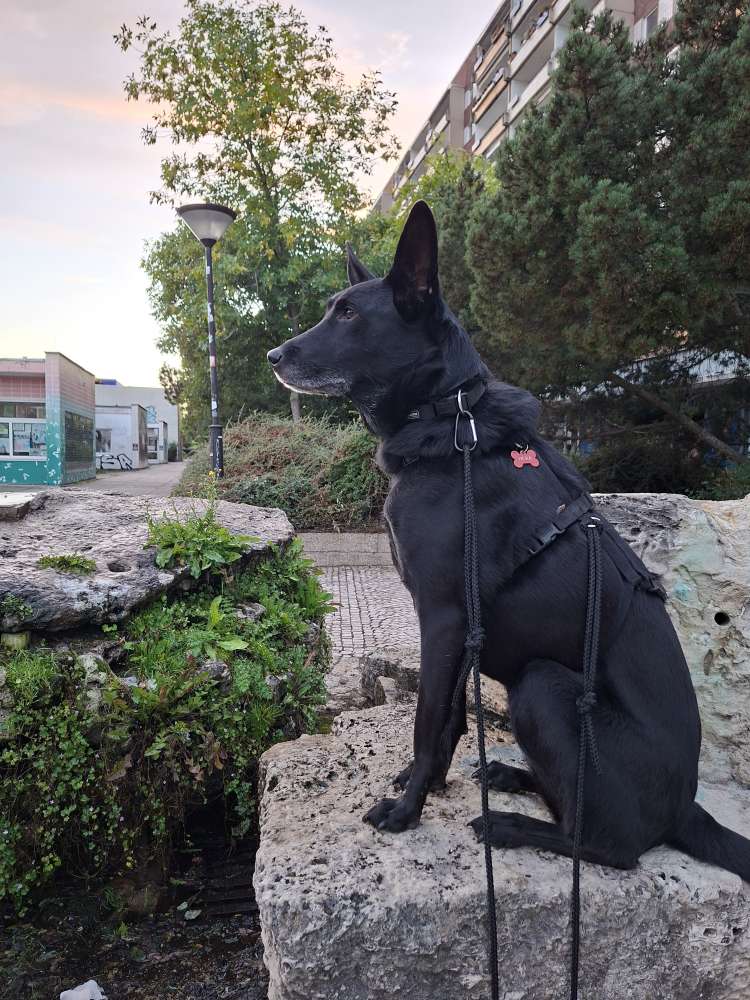 Hundetreffen-Hunderunden in der Ecke Grünau-Profilbild