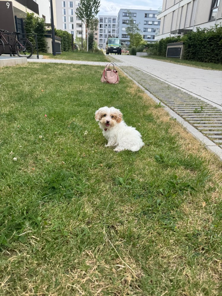 Hundetreffen-Welpen Spieletreff-Profilbild