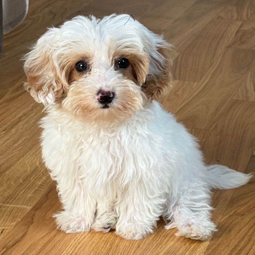 Hundetreffen-Welpen Spieletreff-Profilbild