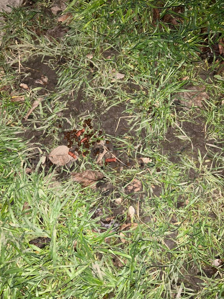 Giftköder-Evtl Giftköder-Profilbild