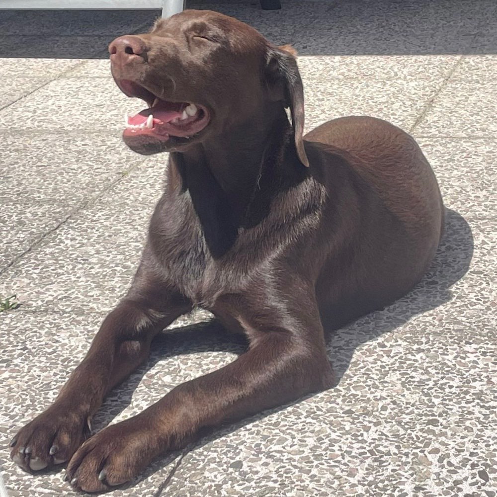 Hundetreffen-Spiel und Spaß in Weiden und Umgebung-Profilbild