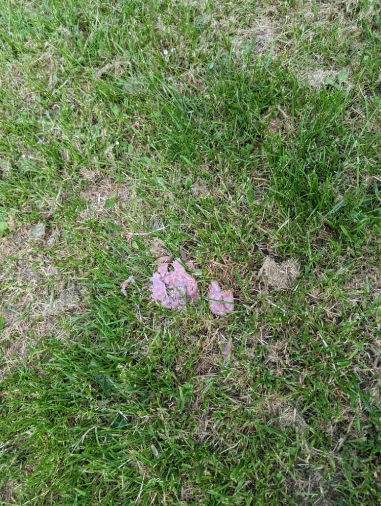 Giftköder-Fleisch mit Ködern-Profilbild