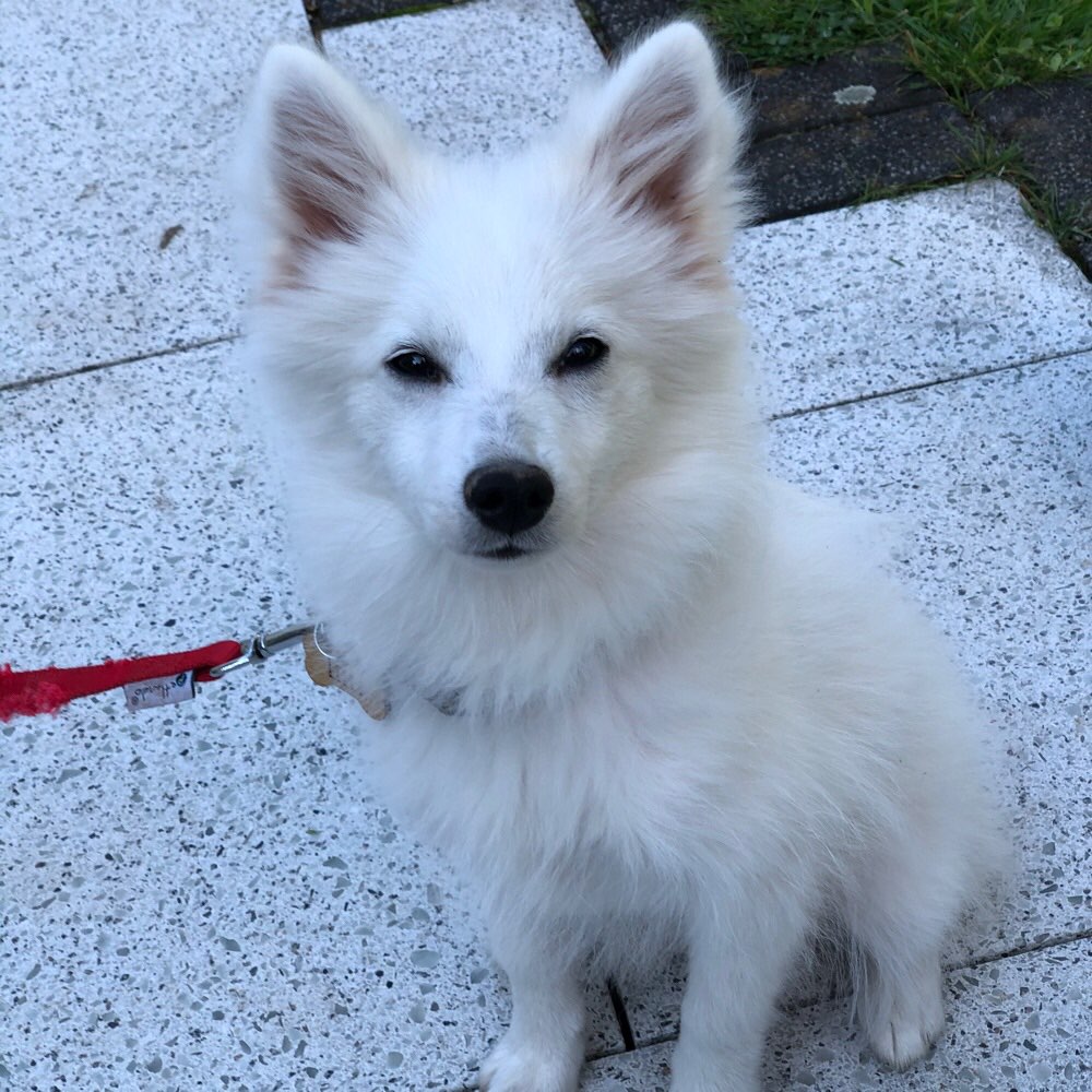 Hundetreffen-Welpentreff Odenthal, Bergisch Gladbach und Umgebung-Profilbild