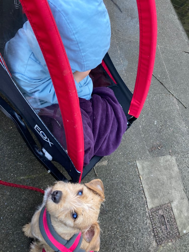 Hundetreffen-Gemeinsame Spaziergänge um den See mit anschließend toben-Profilbild