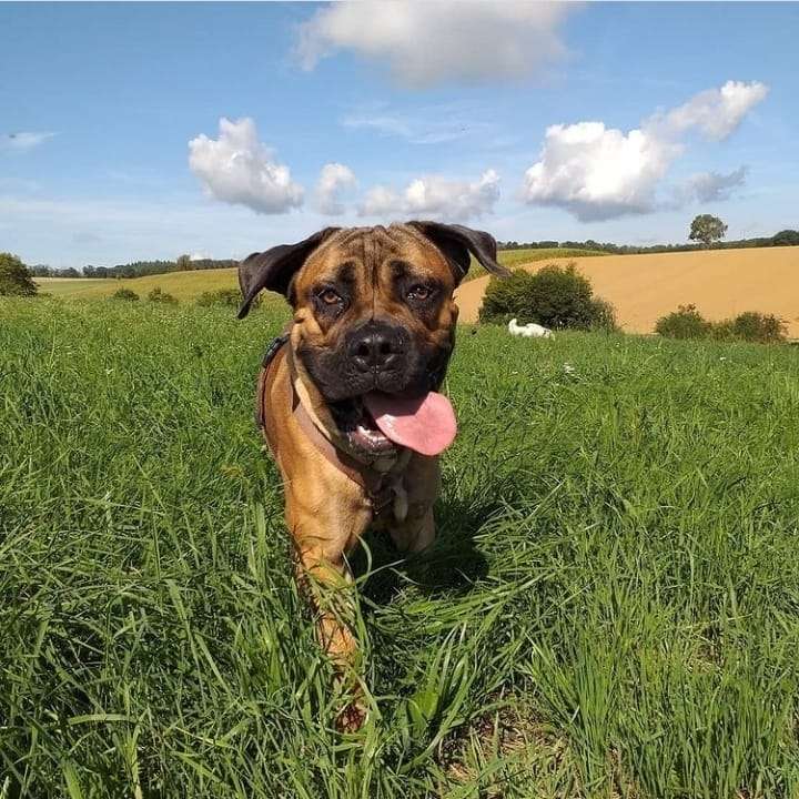 Hundetreffen-Gassi gehen Spielrunde-Profilbild