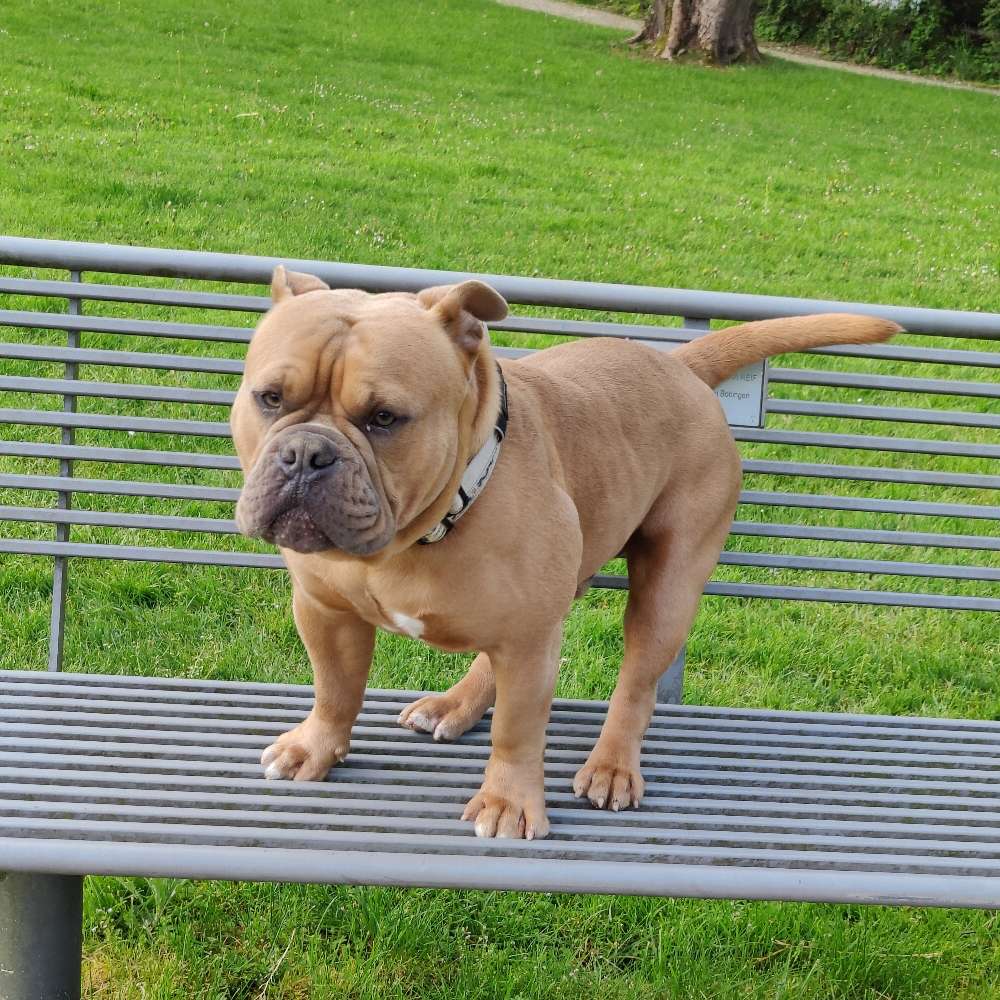 Hundetreffen-Gassirunde-Profilbild